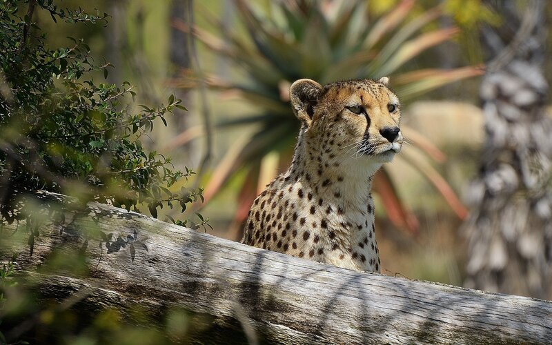Cheetah in natural habitat
