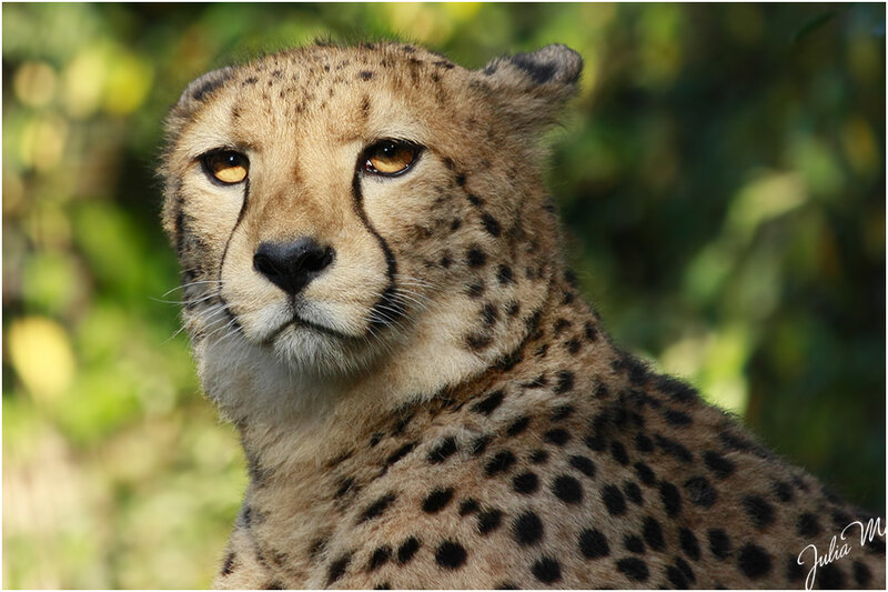 Cheetah in Natural Setting