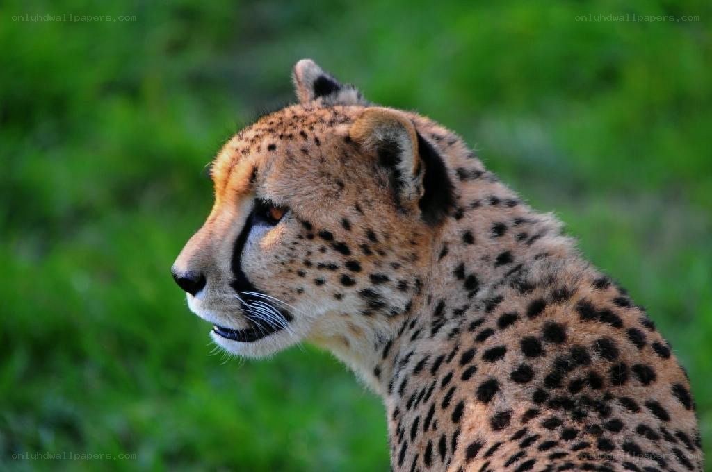 Cheetah in profile