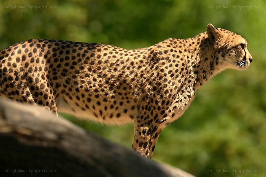 Cheetah in profile