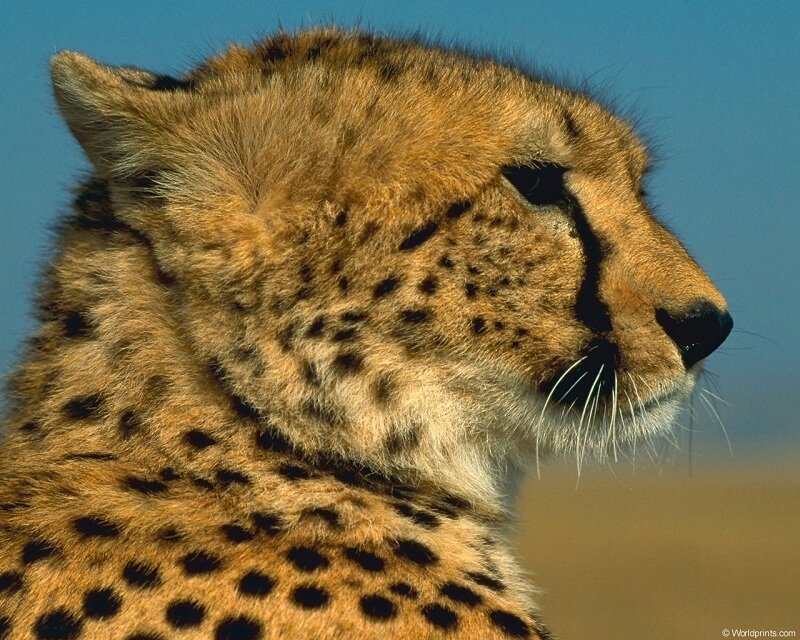 Cheetah in profile
