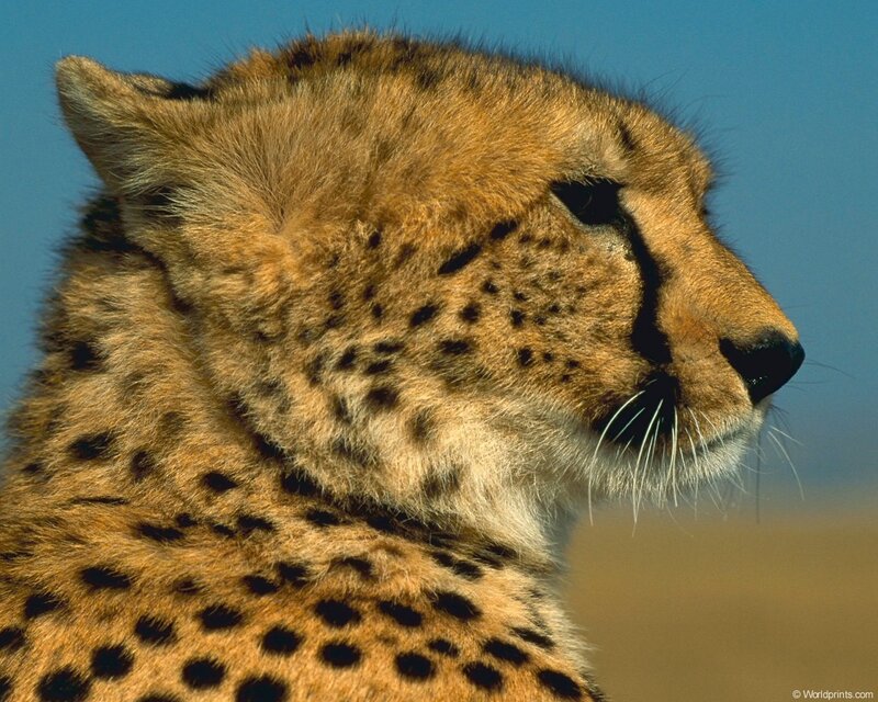 Cheetah in profile