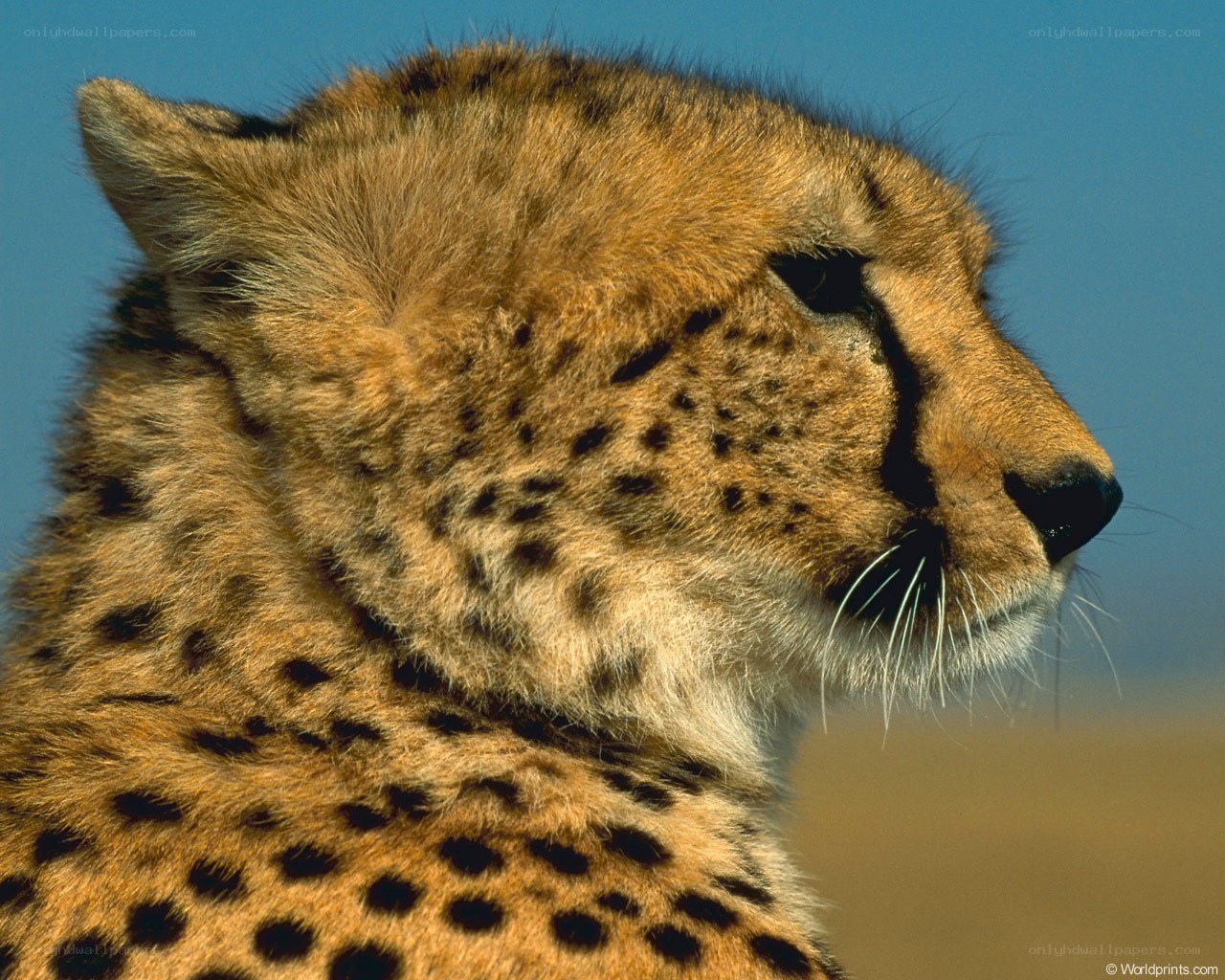 Cheetah in profile