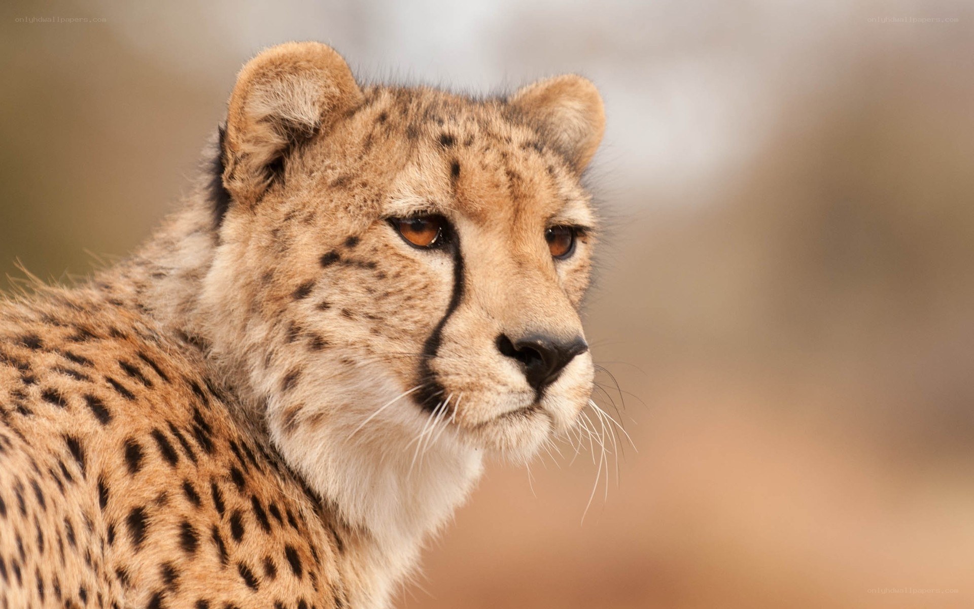 Cheetah in profile