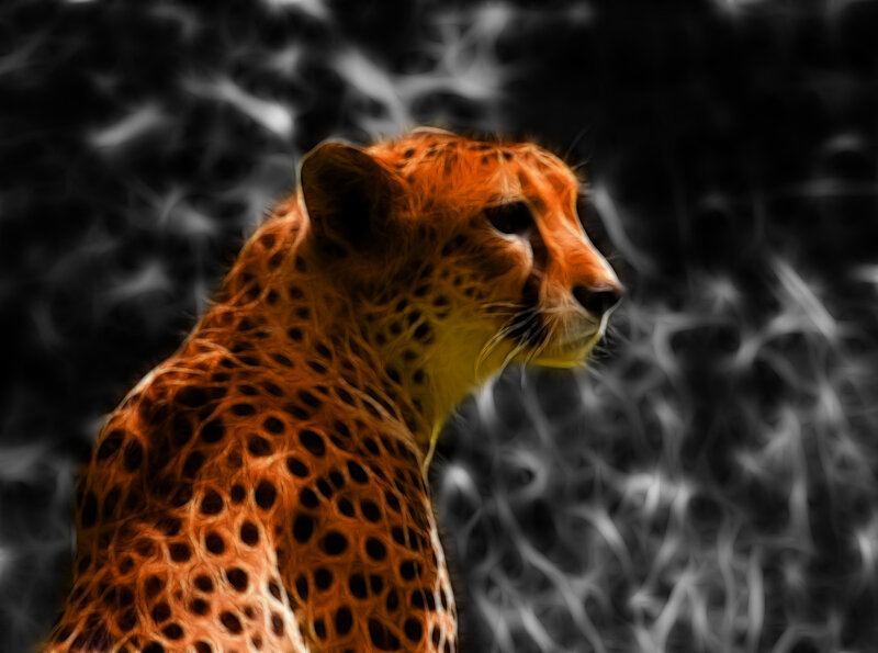 Cheetah in profile