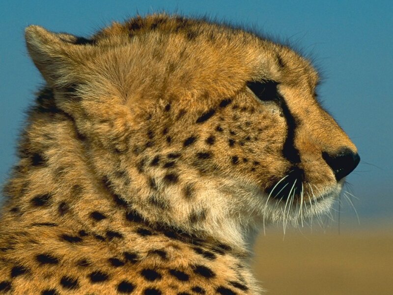Cheetah in profile