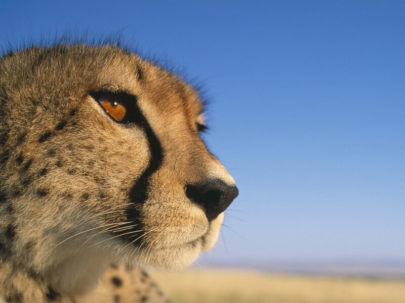 Cheetah in profile against blue sky