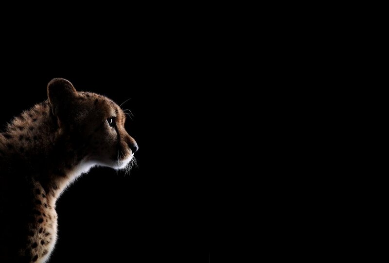 Cheetah in Profile — Black