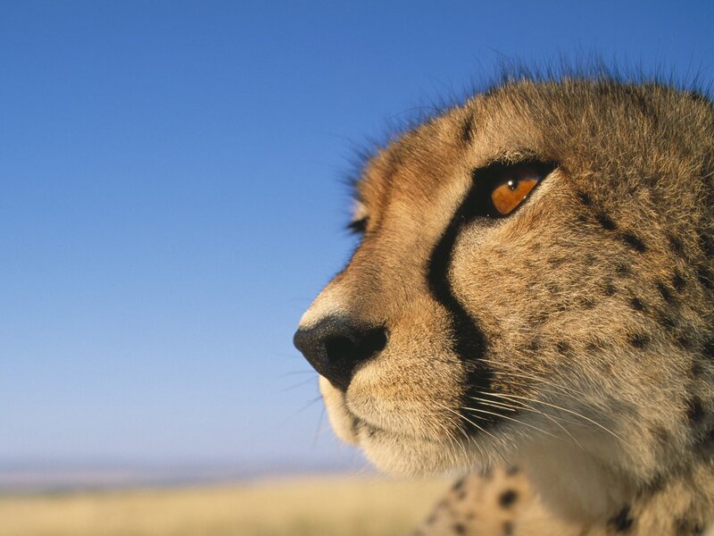 Cheetah in Profile — Blue, Calm, Afternoon, Photograph, Sky, Grassland, Brown, Tan
