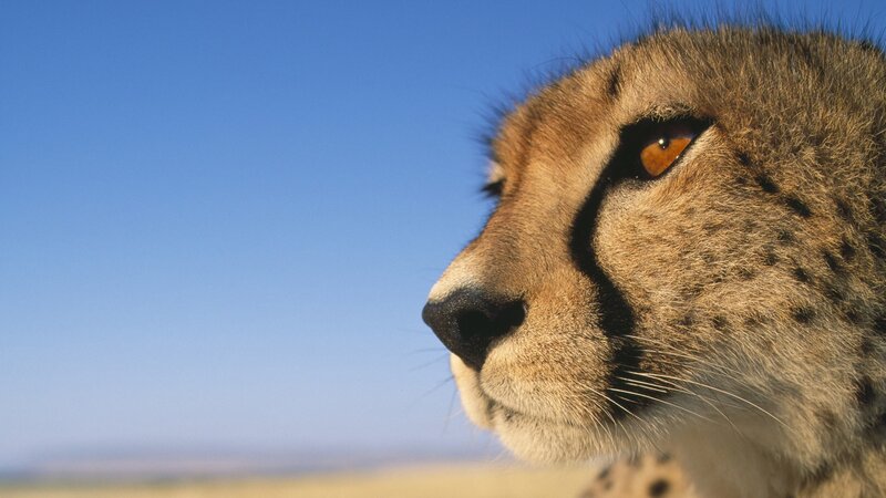 Cheetah in Profile — Blue