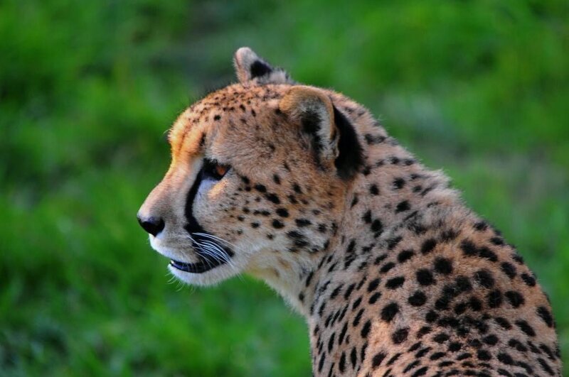 Cheetah in Profile — Brown, Alert, Photograph