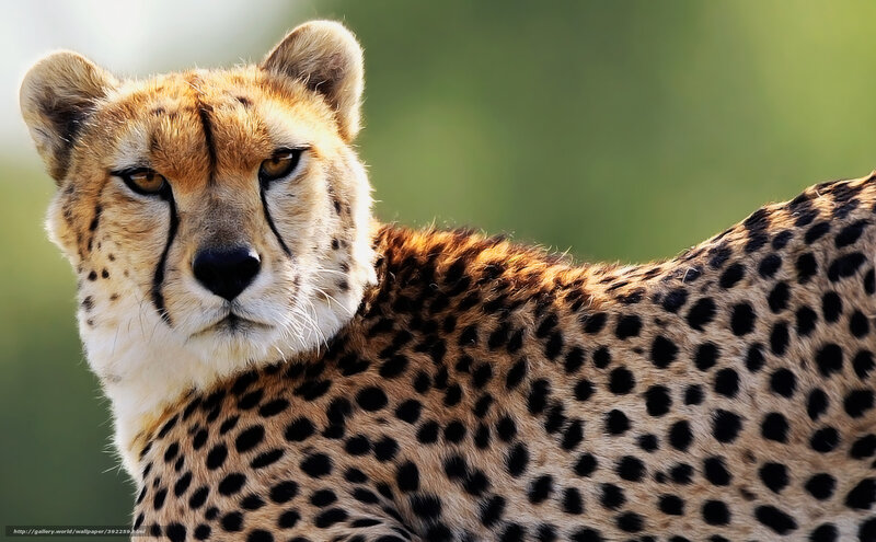 Cheetah in Profile — Brown, Alert