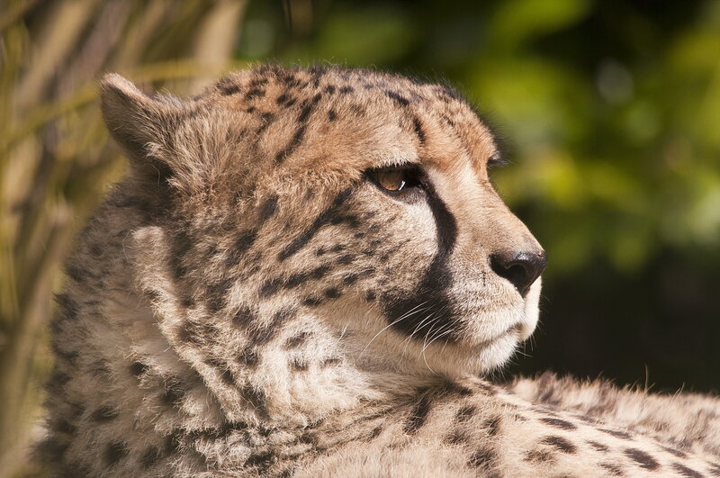 Cheetah in Profile — Brown, Calm, Afternoon