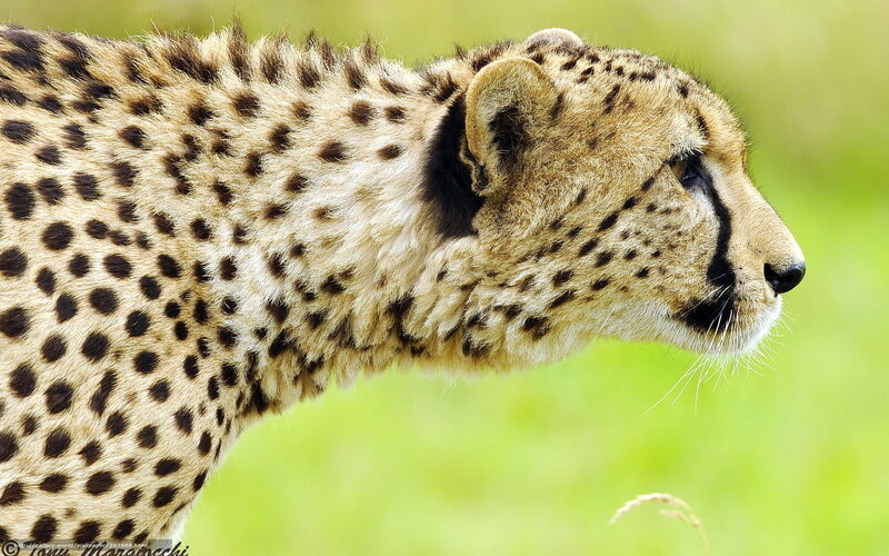 Cheetah in Profile — Brown, Calm, Photograph, Grass