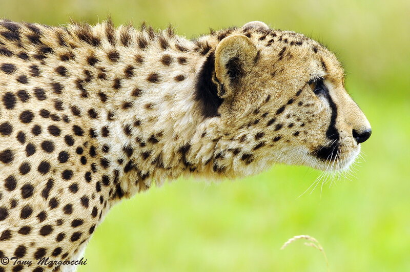 Cheetah in Profile — Brown, Calm, Photograph