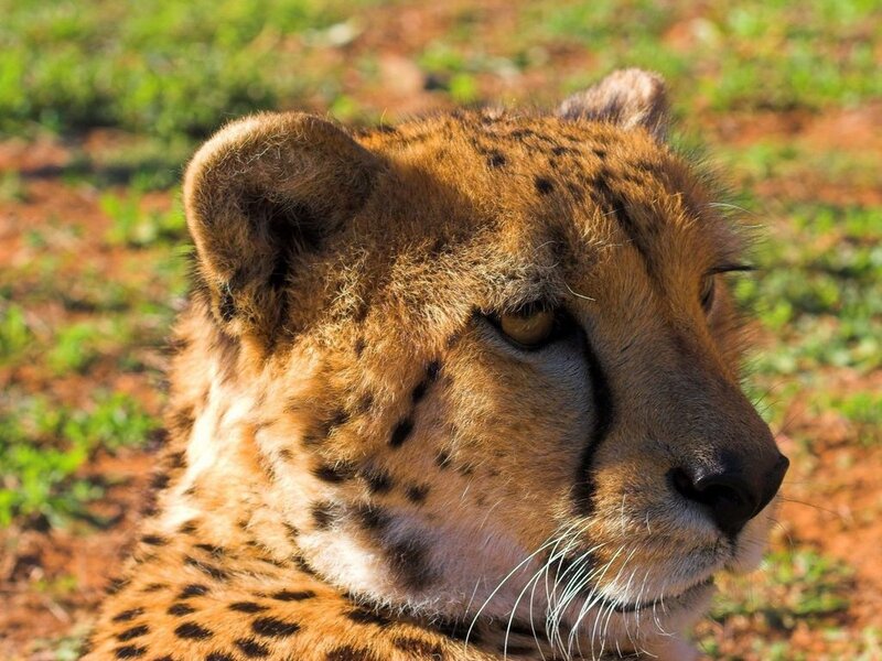 Cheetah in Profile — Brown, Calm