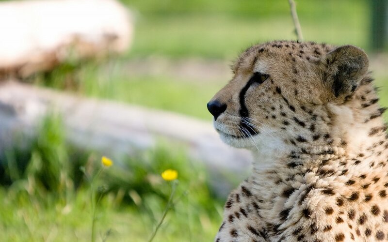 Cheetah in Profile — Green