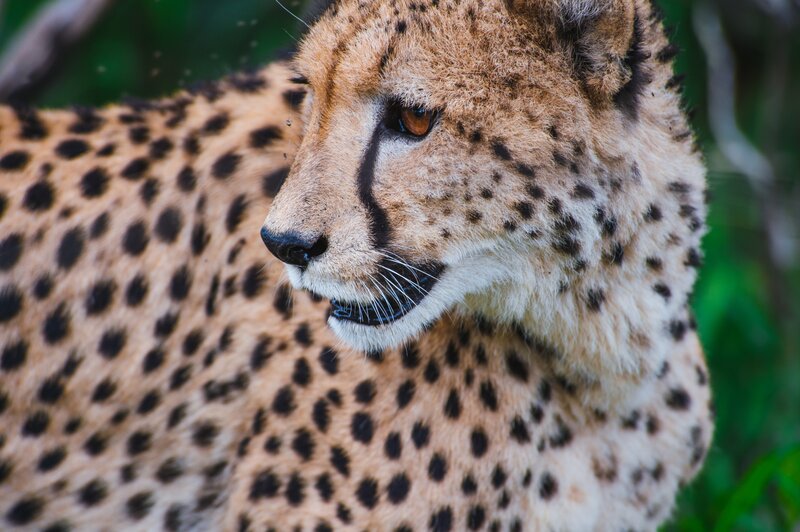 Cheetah in Profile — Tan, Alert, Photograph, Spots