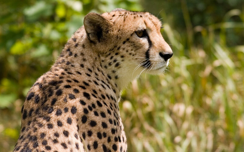 Cheetah in Profile — Tan, Alert
