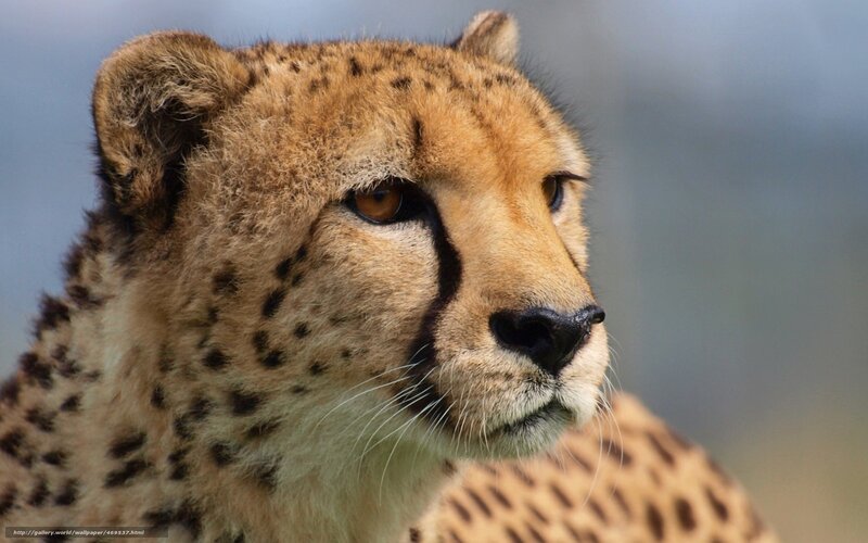 Cheetah in Profile — Tan, Calm, Photograph, Spots