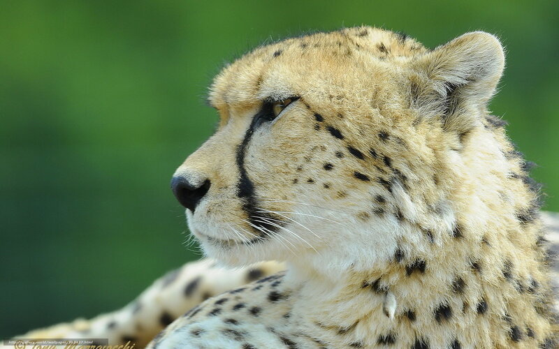 Cheetah in Profile — Tan, Calm, Photograph
