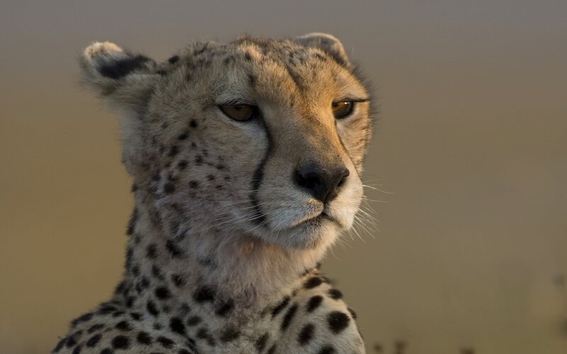 Cheetah in Profile — Tan, Calm