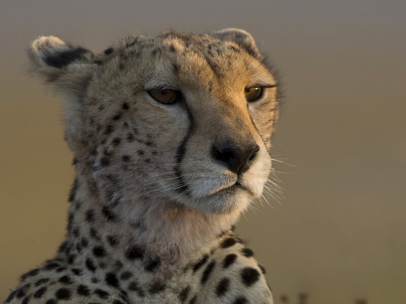 Cheetah in Profile — Tan