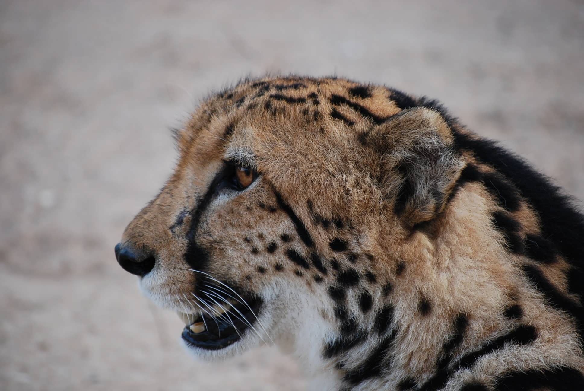 Cheetah in profile view
