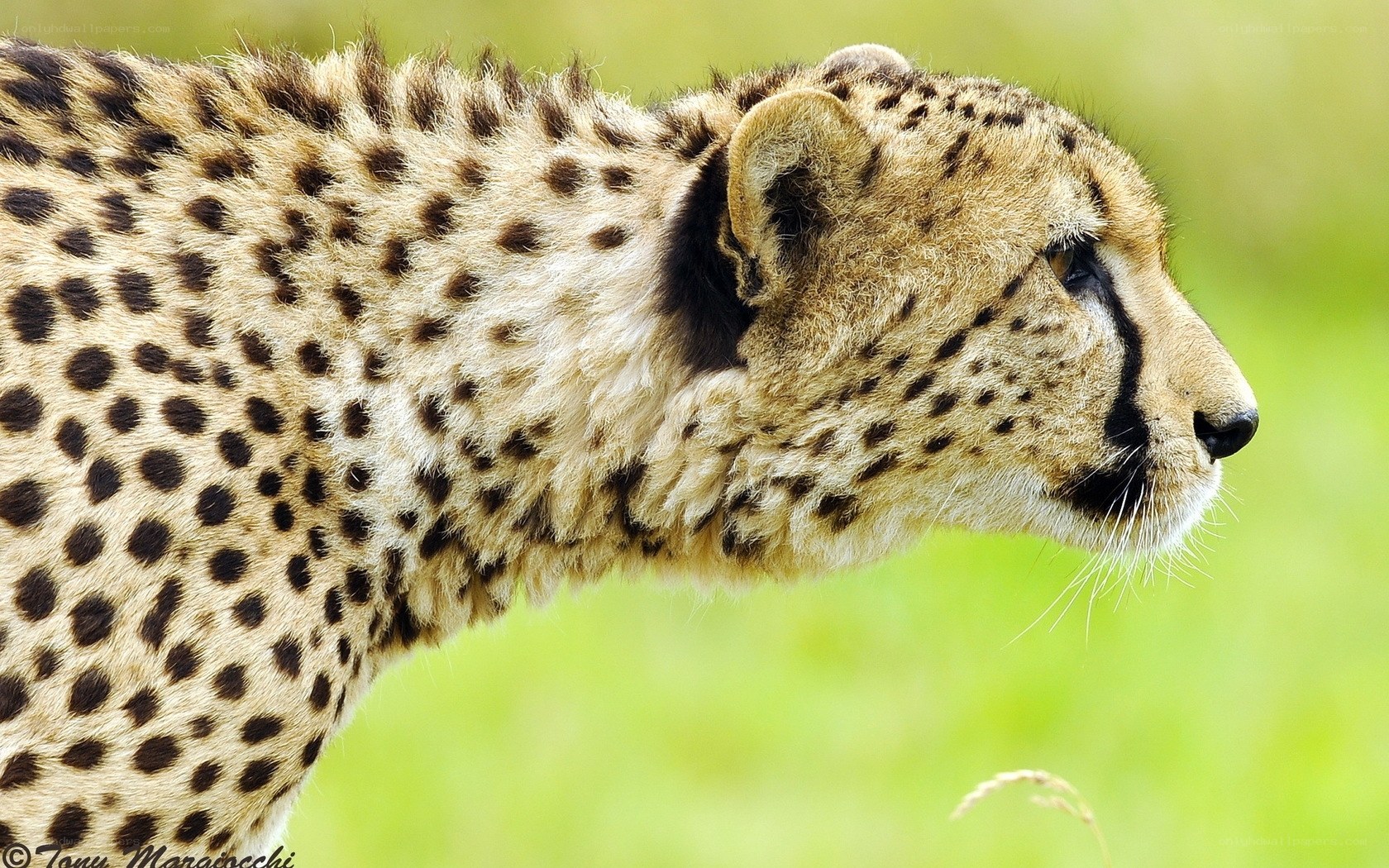 Cheetah in profile