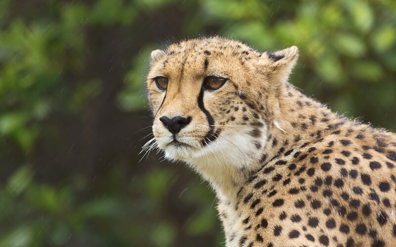 Cheetah in Rain