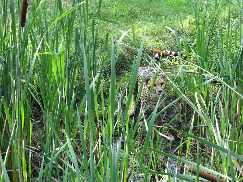 Cheetah in Reeds