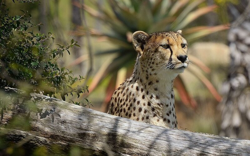 Cheetah in Savanna — Brown, Alert