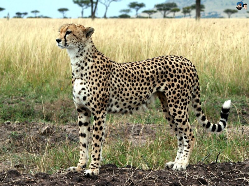 cheetah in savanna grassland
