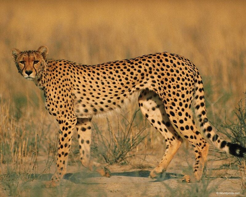 Cheetah in Savanna — Tan, Alert, Afternoon
