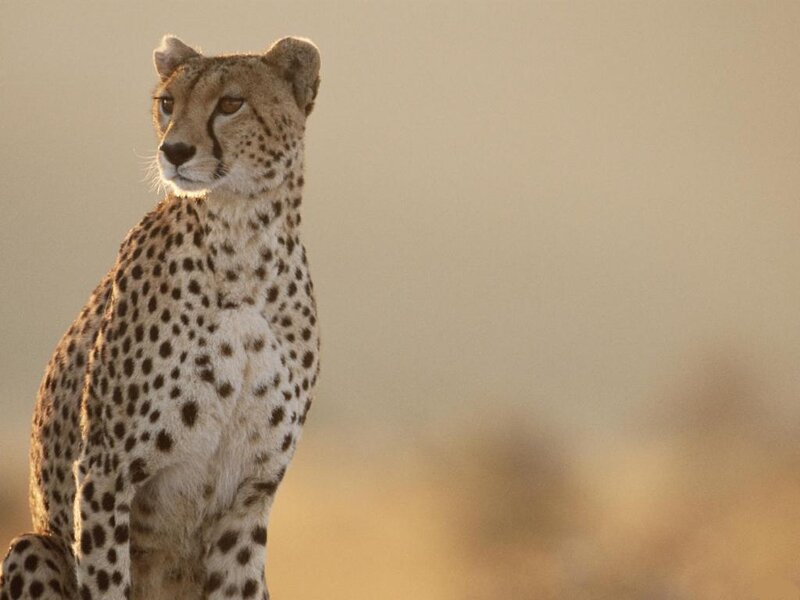 Cheetah in Savanna — Tan, Calm