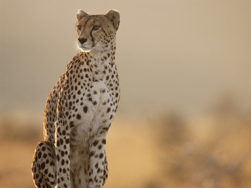 Cheetah in Savanna — Tan