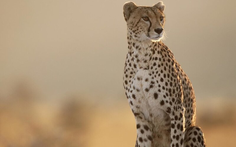 Cheetah in Savanna