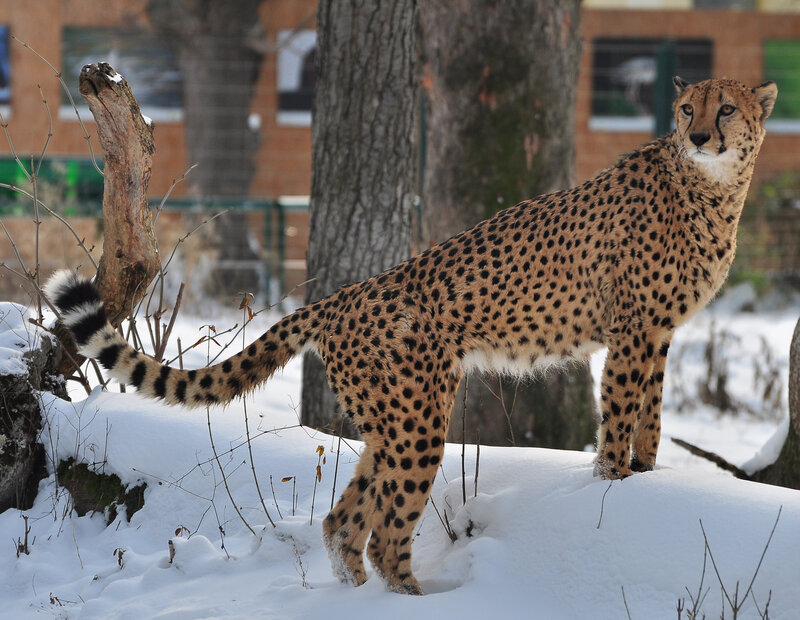 Cheetah in Snow
