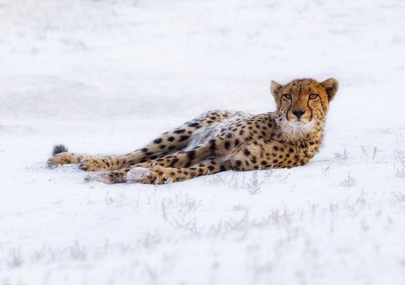 Cheetah in Snow — White