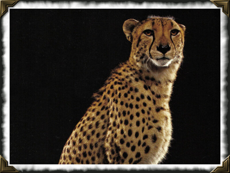 Cheetah in Studio