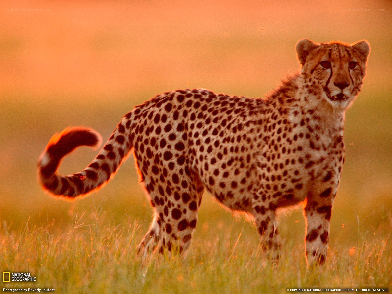 Cheetah in sunset grassland