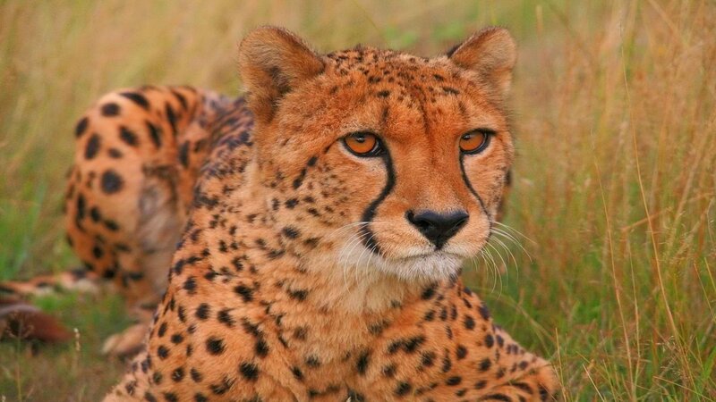 Cheetah in tall grass