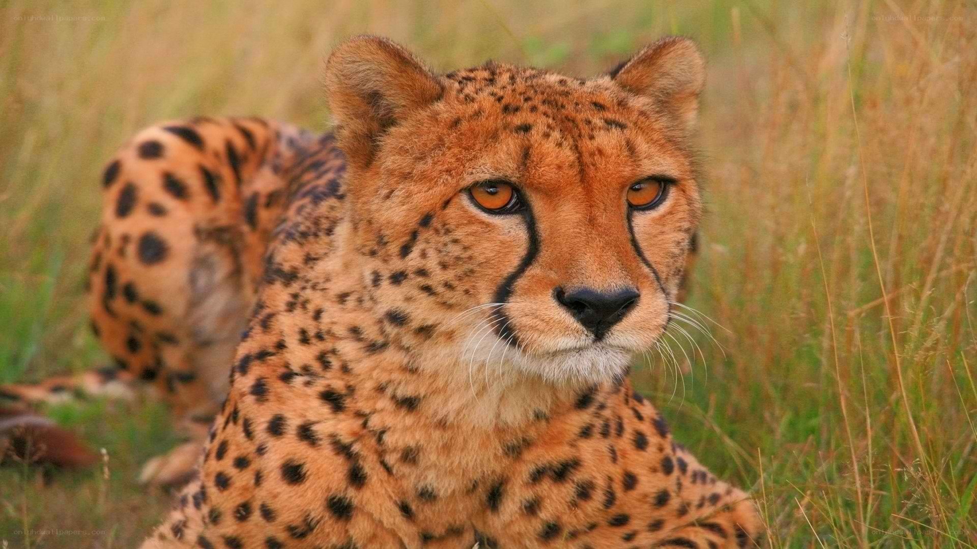 Cheetah in tall grass