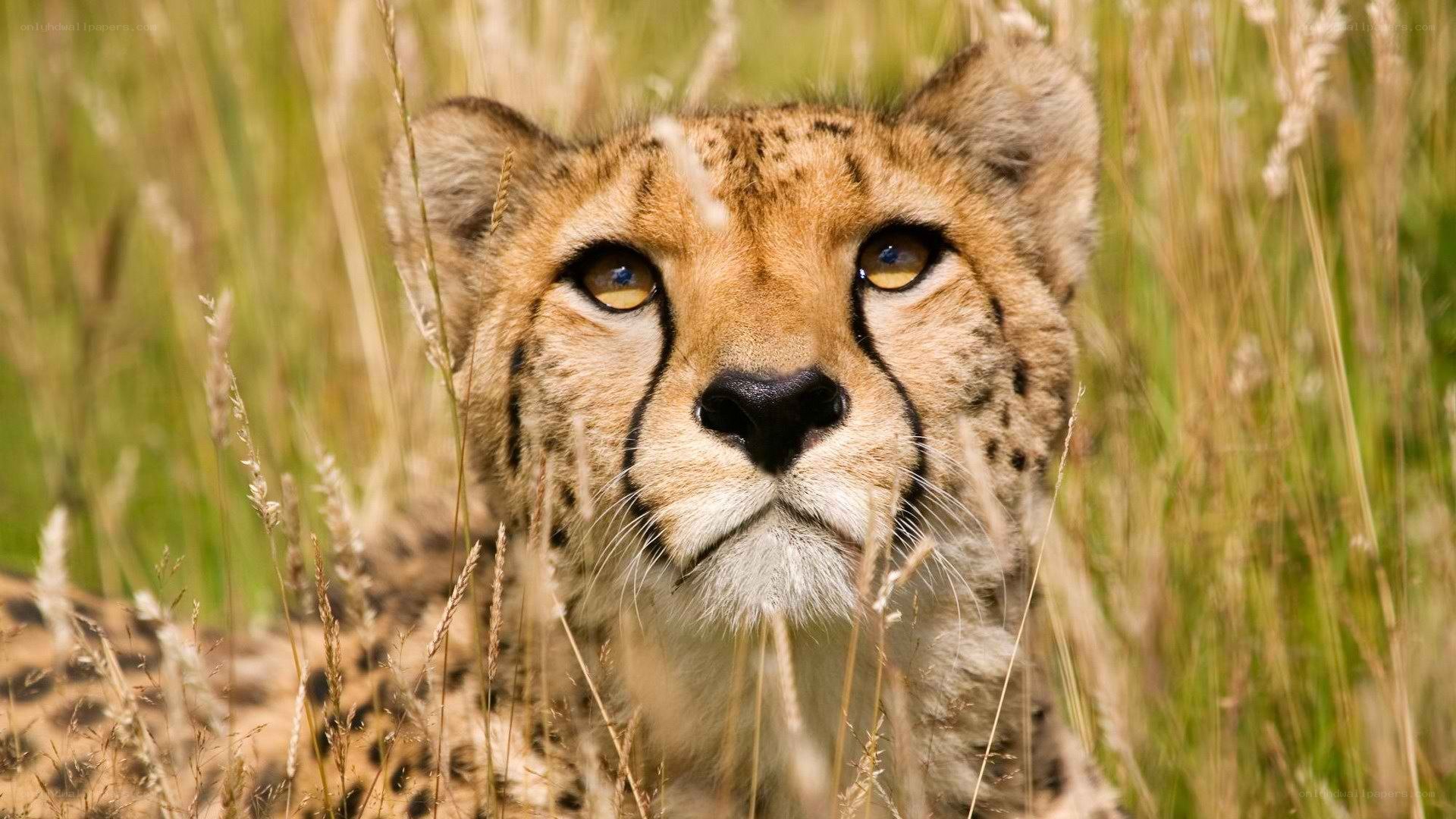 Cheetah in tall grass