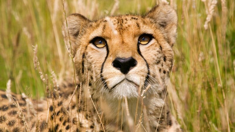 Cheetah in tall grass