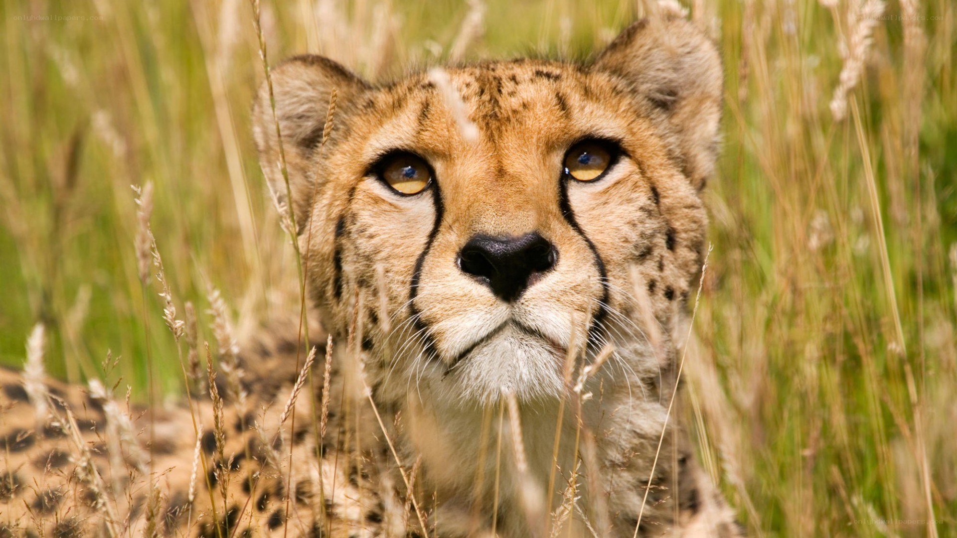 Cheetah in tall grass