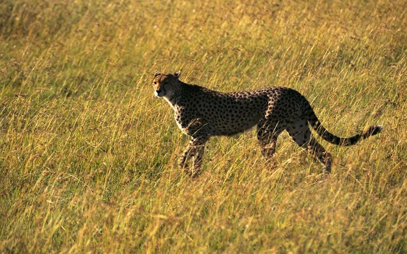 Cheetah in tall grass