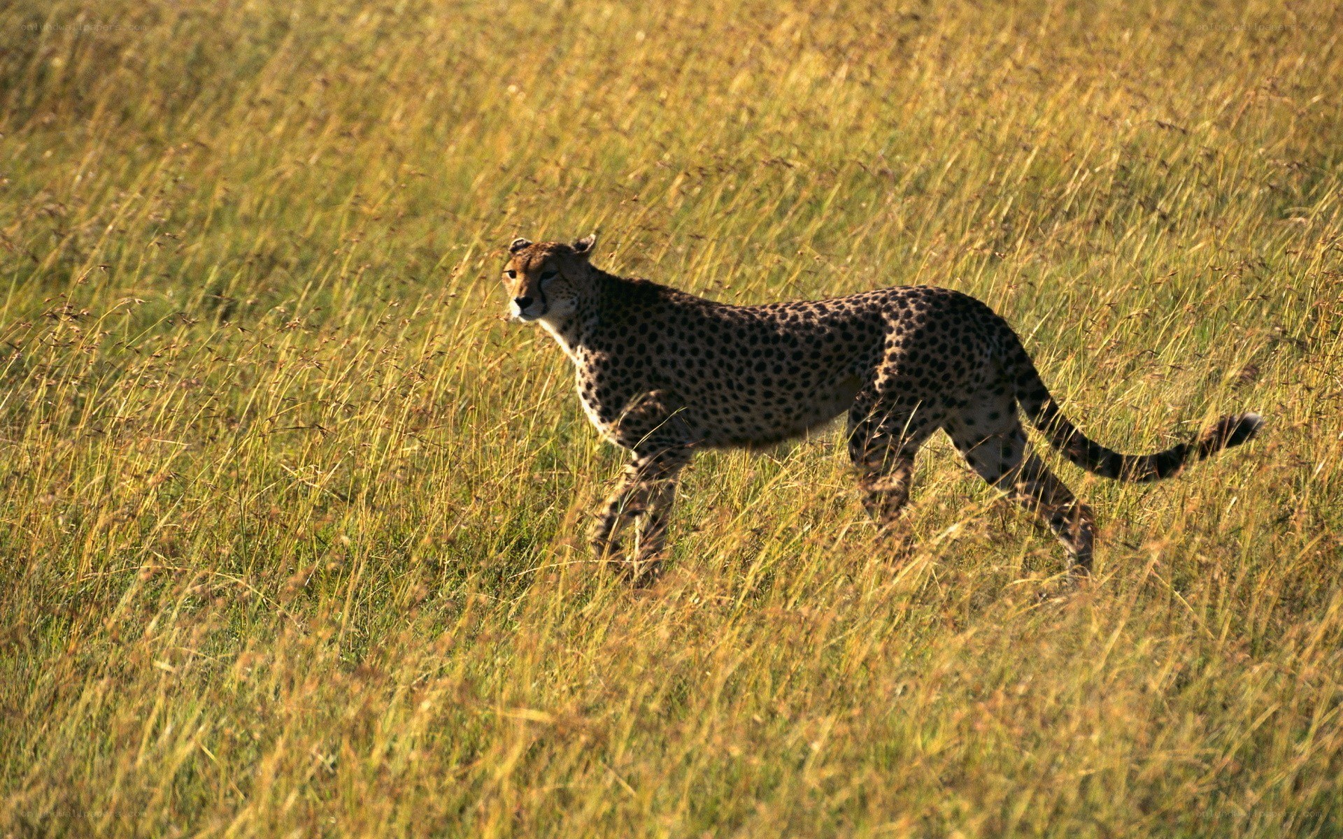 Cheetah in tall grass