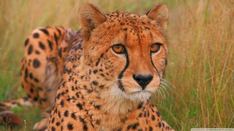 Cheetah in tall grass