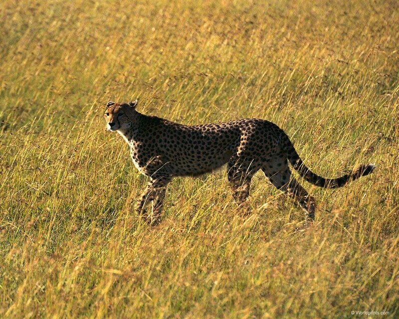 Cheetah in tall grass